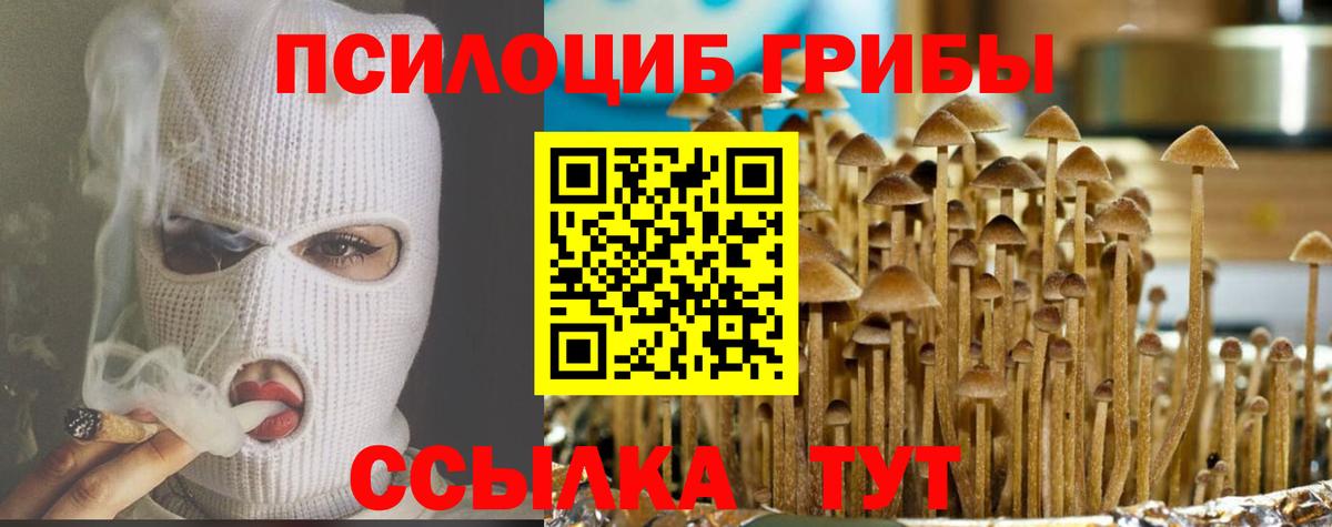 Галлюциногенные грибы Psilocybe Карачаевск